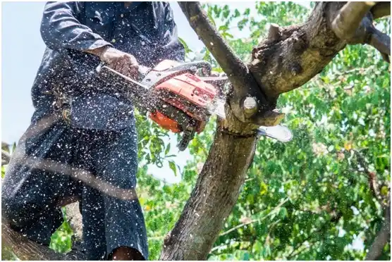 tree services River Oaks